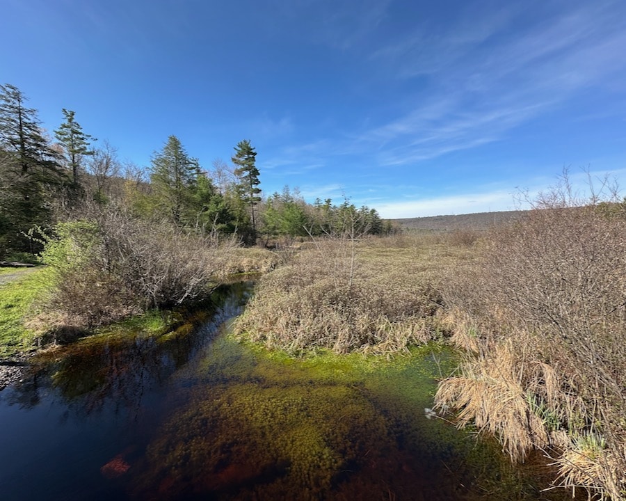 View of Bear Meadows Natural Area.