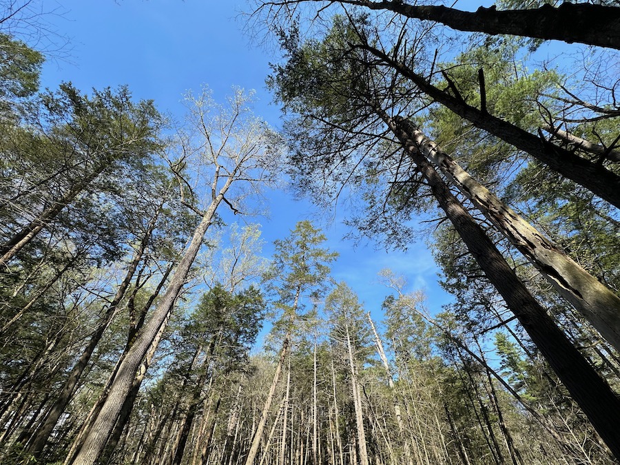 Looking up into the forest canopy.
