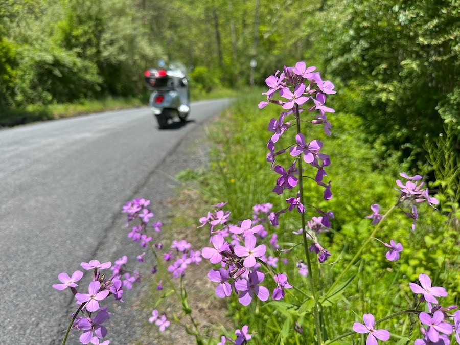 Dame's Rocket flowers along a rural road.