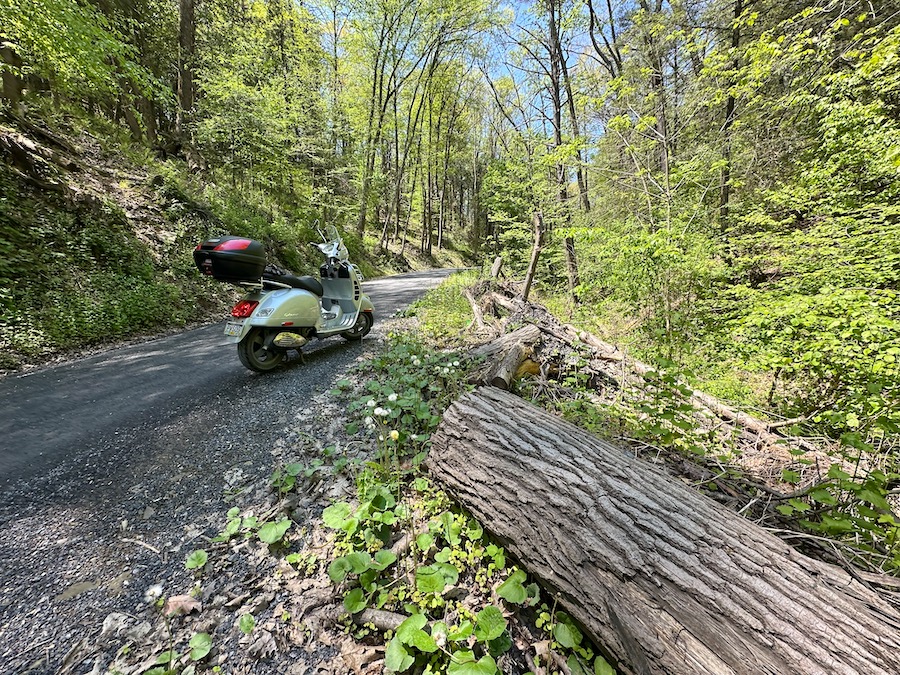 Vespa GTS 250 scooter parked along a forest road.