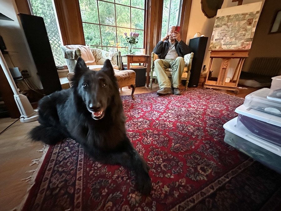 Belgian Sheepdog on the floor.