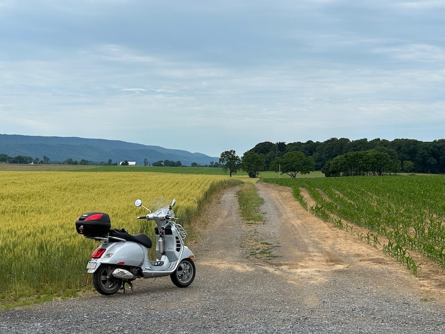 Vespa GTS scooter parked next to a wheat field.