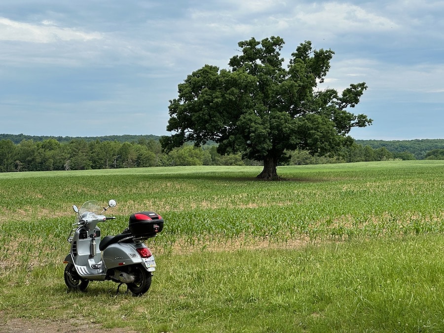 Vespa GTS scooter in a farm field by a lone tree.