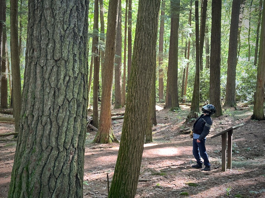 Man looking up at the forest canopy.