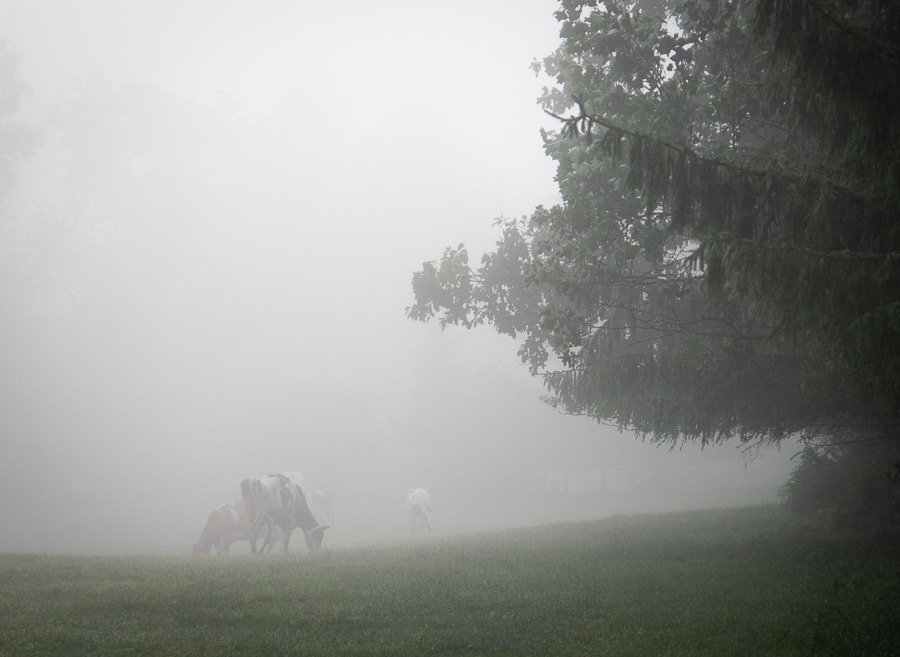 Cows resting in a pasture on a foggy morning.
