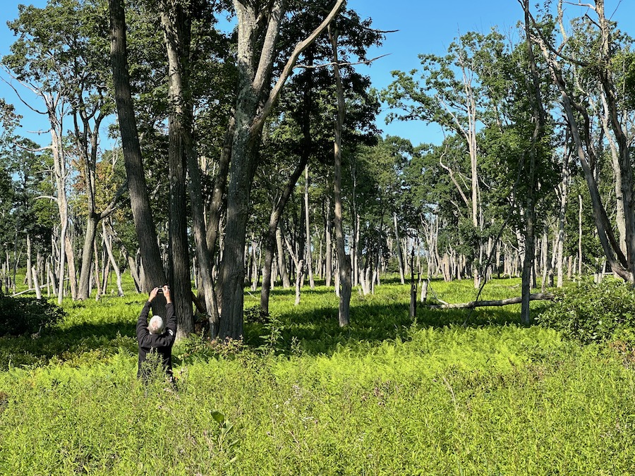 A man standing in thick weeds making a photograph.