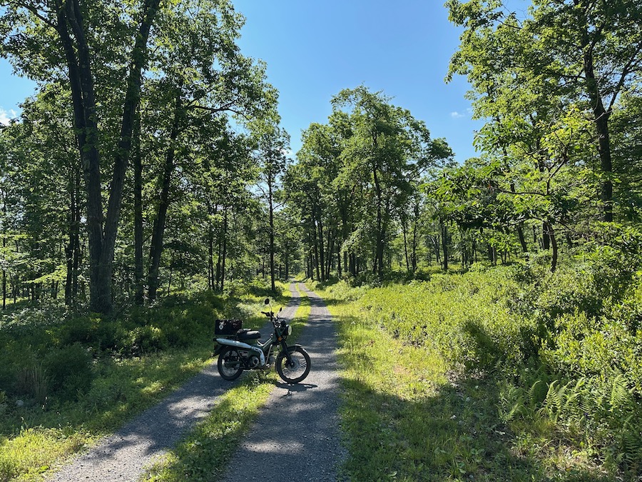 A Honda Trail 125 motorcycle on a forest road.