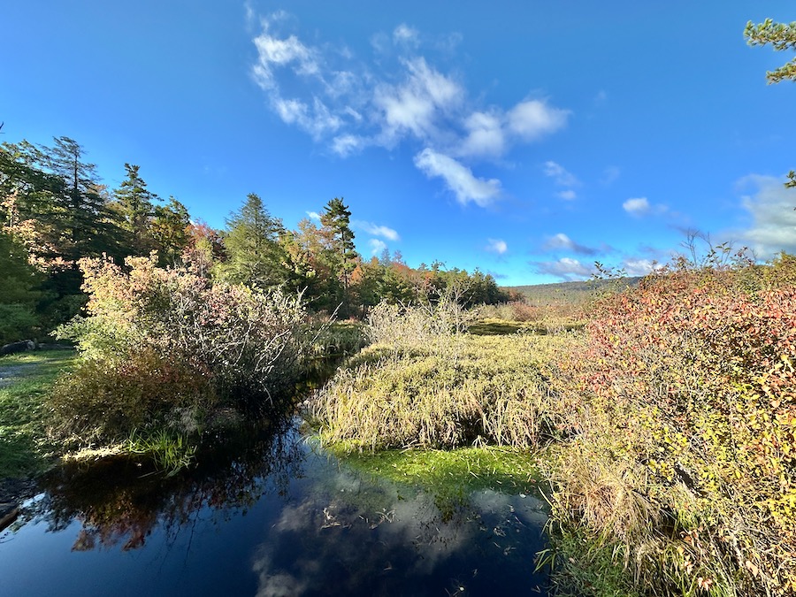 A view on a clear morning of Bear Meadows Natural Area.