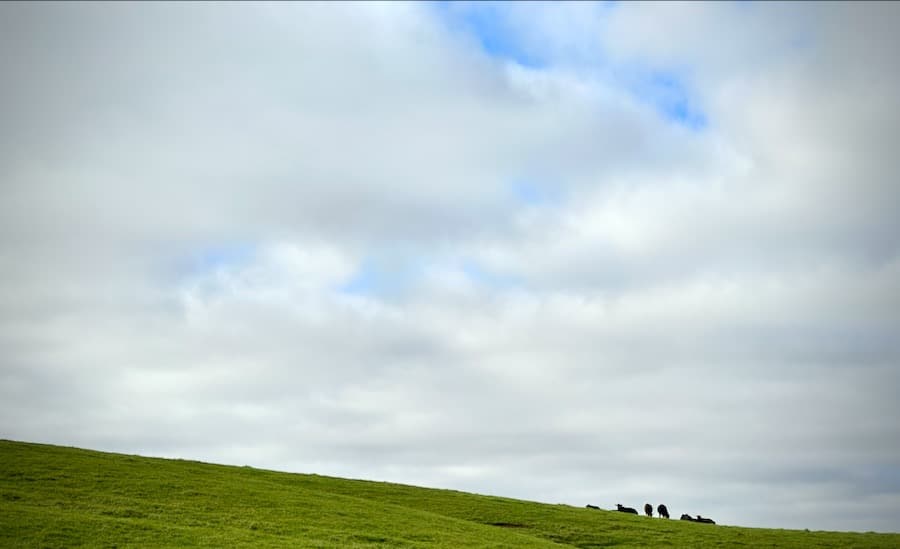 Cattle on a green pasture ridge top.