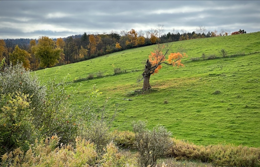 An old, gnarled tree on a pasture in autumn.